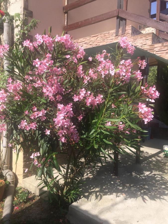 Изабелла Otel Pitsunda Dış mekan fotoğraf